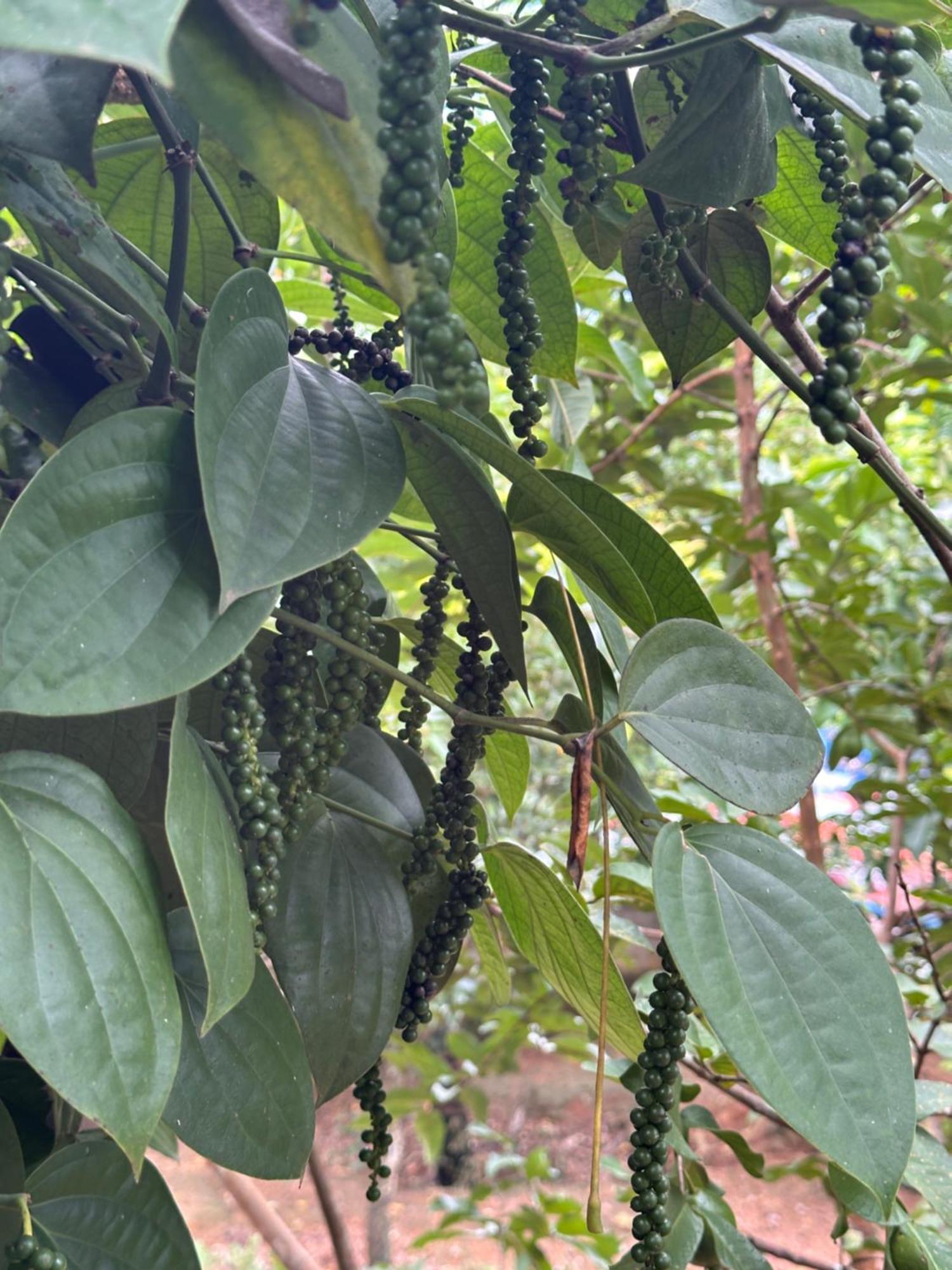 Kattil Farm Stay Varkala Thiruvananthapuram Exteriör bild