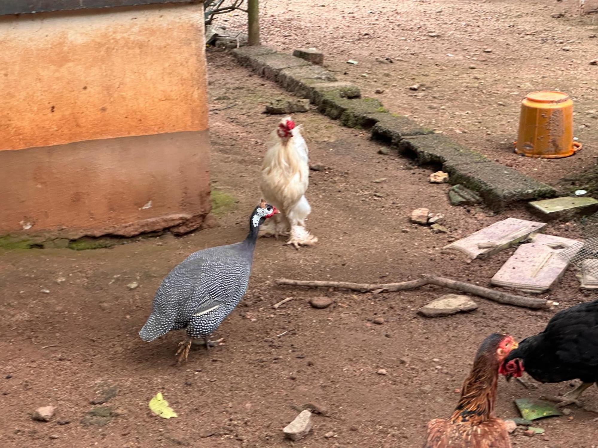 Kattil Farm Stay Varkala Thiruvananthapuram Exteriör bild