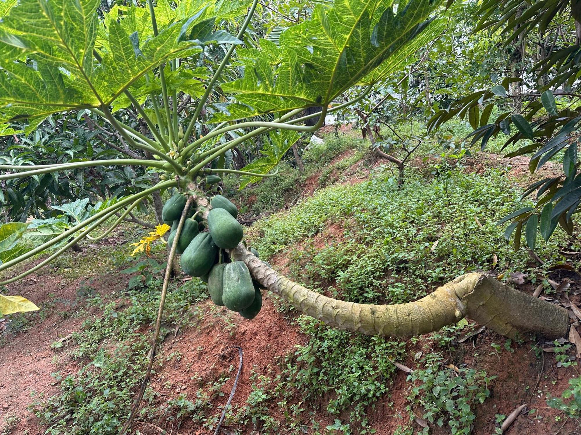 Kattil Farm Stay Varkala Thiruvananthapuram Exteriör bild
