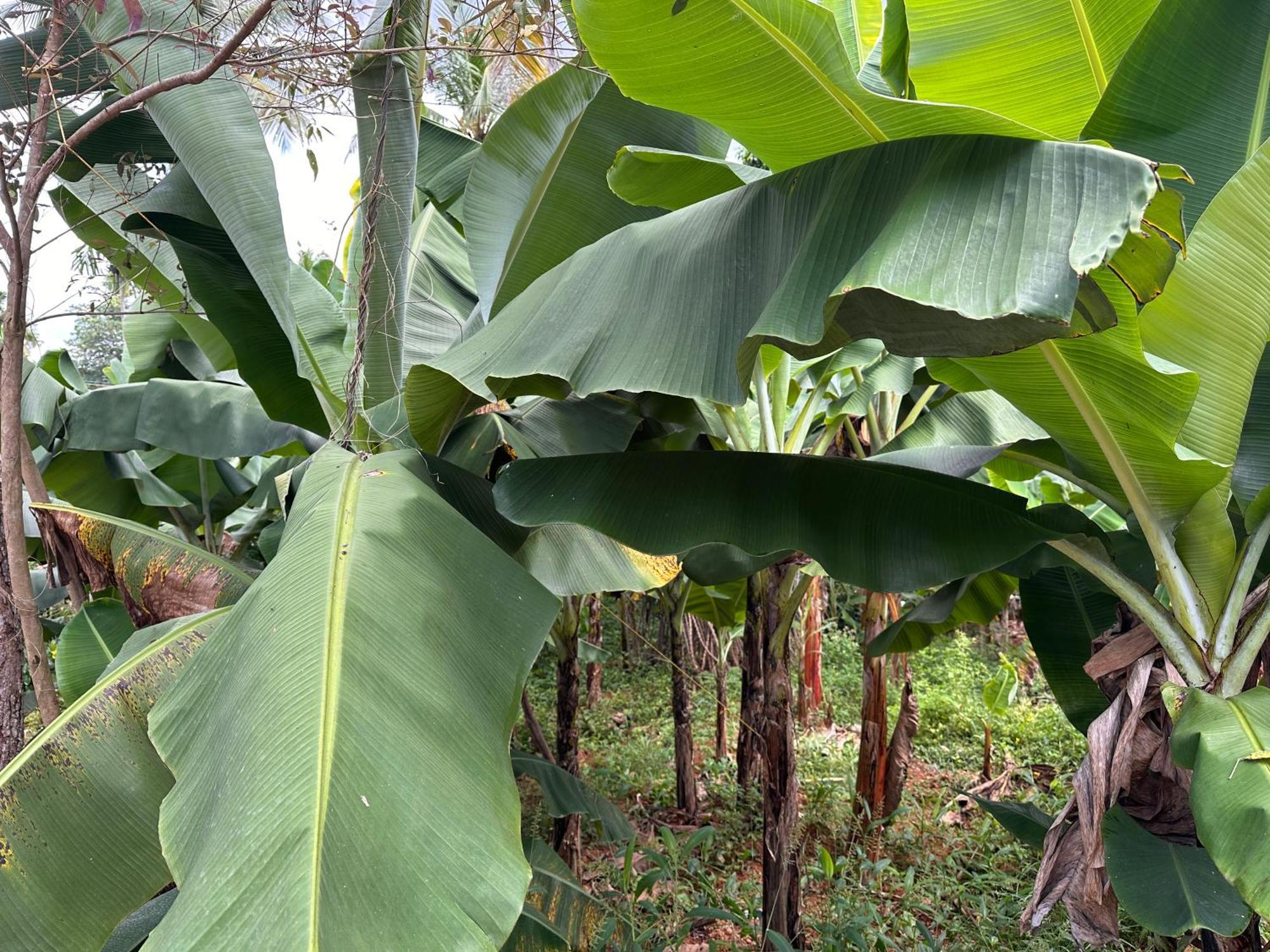 Kattil Farm Stay Varkala Thiruvananthapuram Exteriör bild