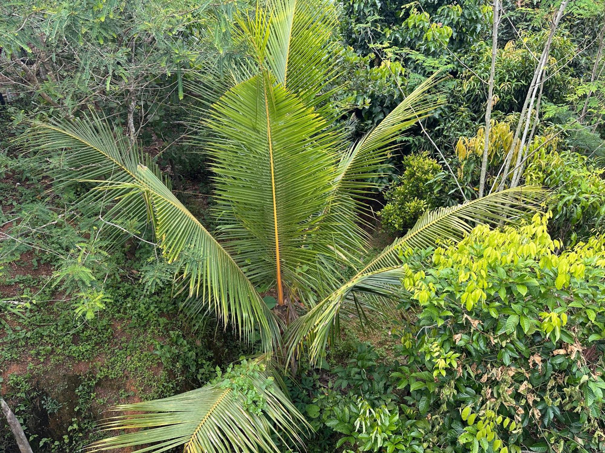 Kattil Farm Stay Varkala Thiruvananthapuram Exteriör bild
