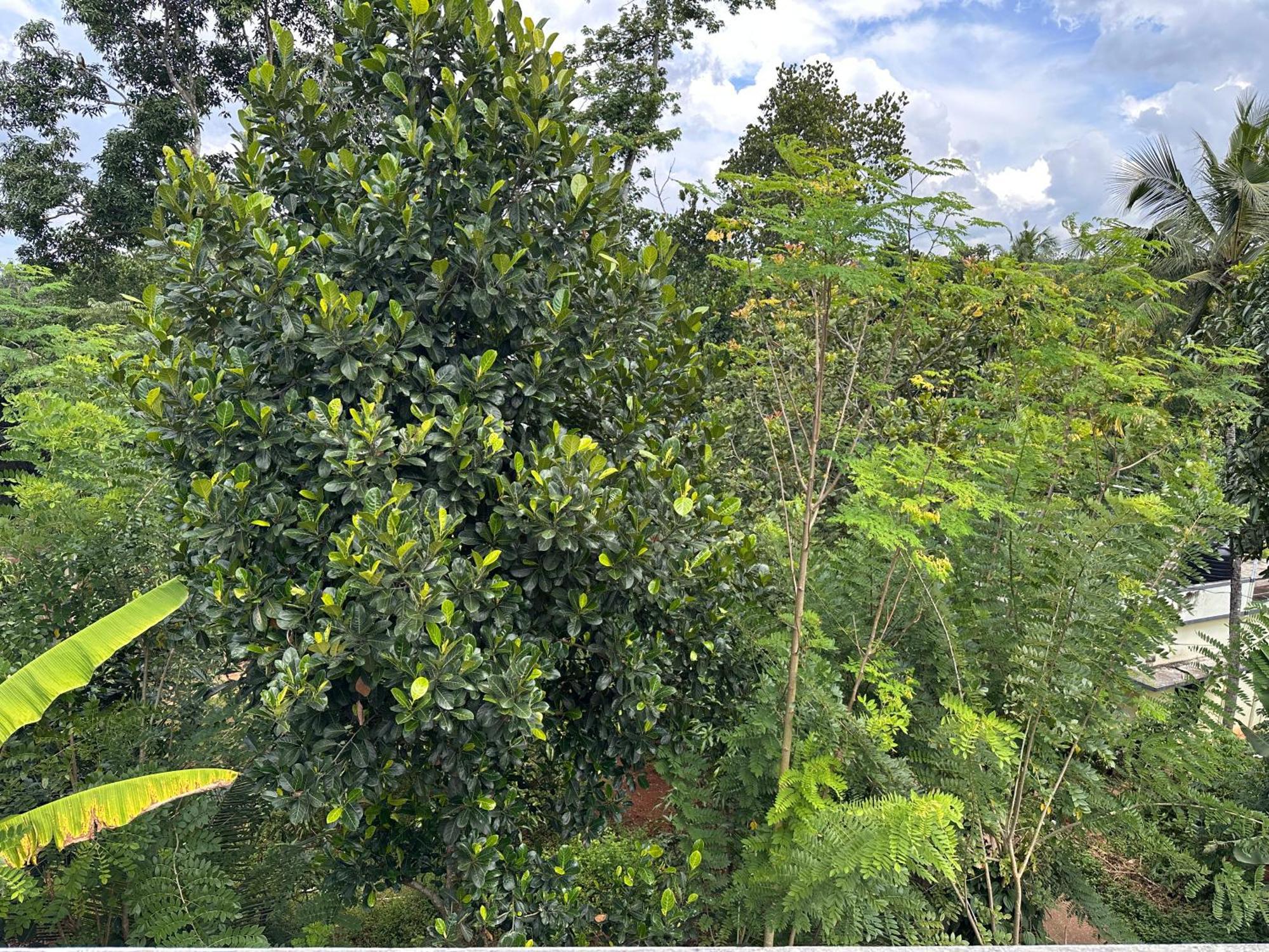 Kattil Farm Stay Varkala Thiruvananthapuram Exteriör bild