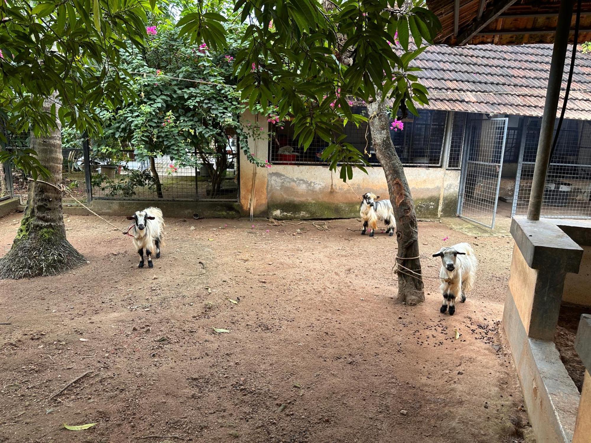 Kattil Farm Stay Varkala Thiruvananthapuram Exteriör bild