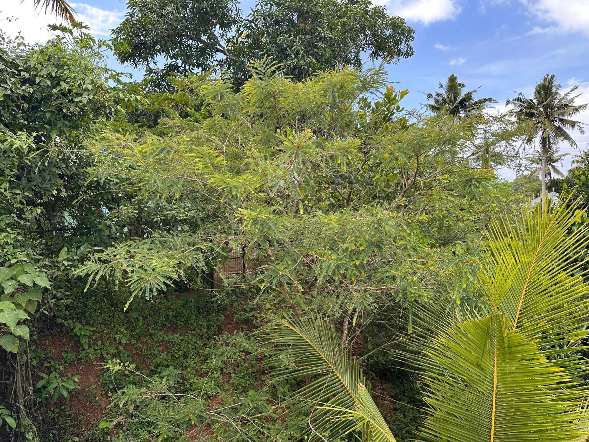 Kattil Farm Stay Varkala Thiruvananthapuram Exteriör bild