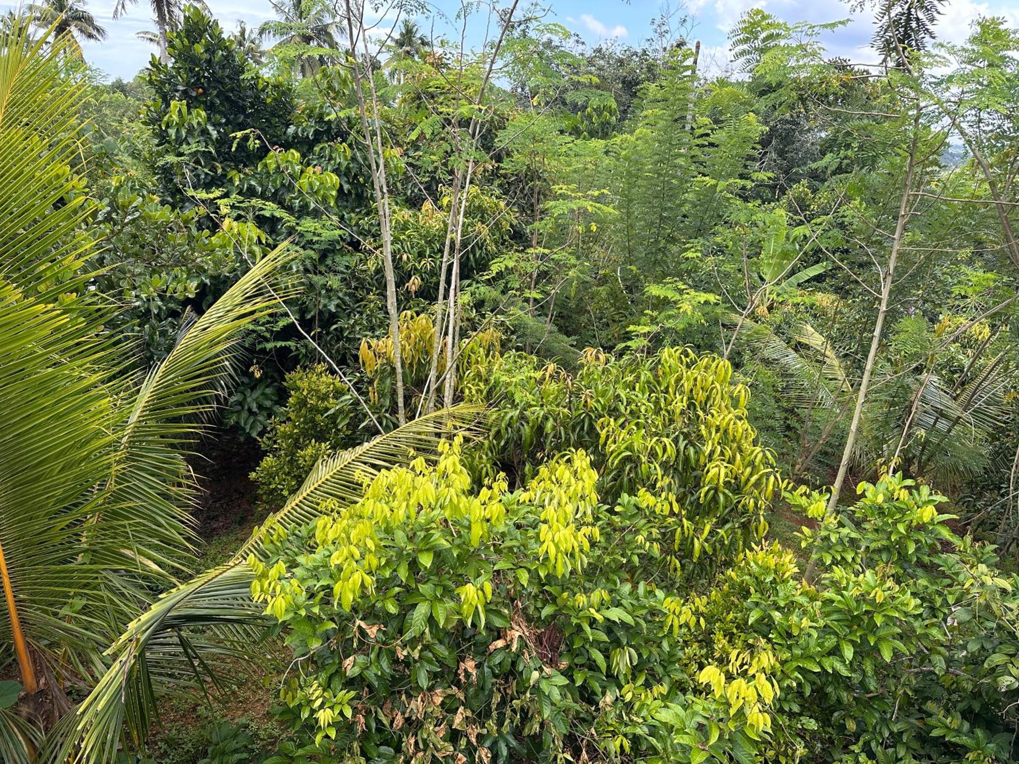 Kattil Farm Stay Varkala Thiruvananthapuram Exteriör bild