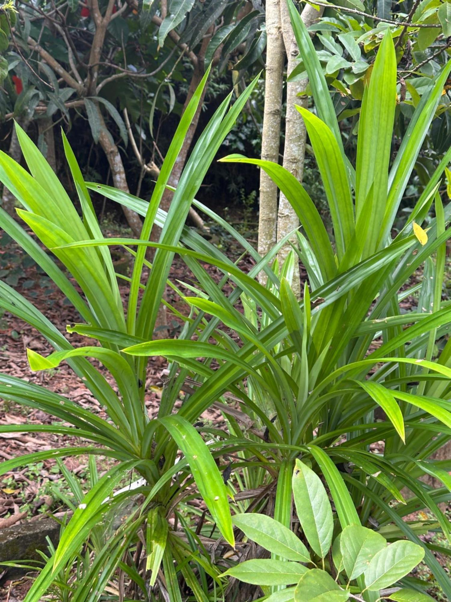 Kattil Farm Stay Varkala Thiruvananthapuram Exteriör bild