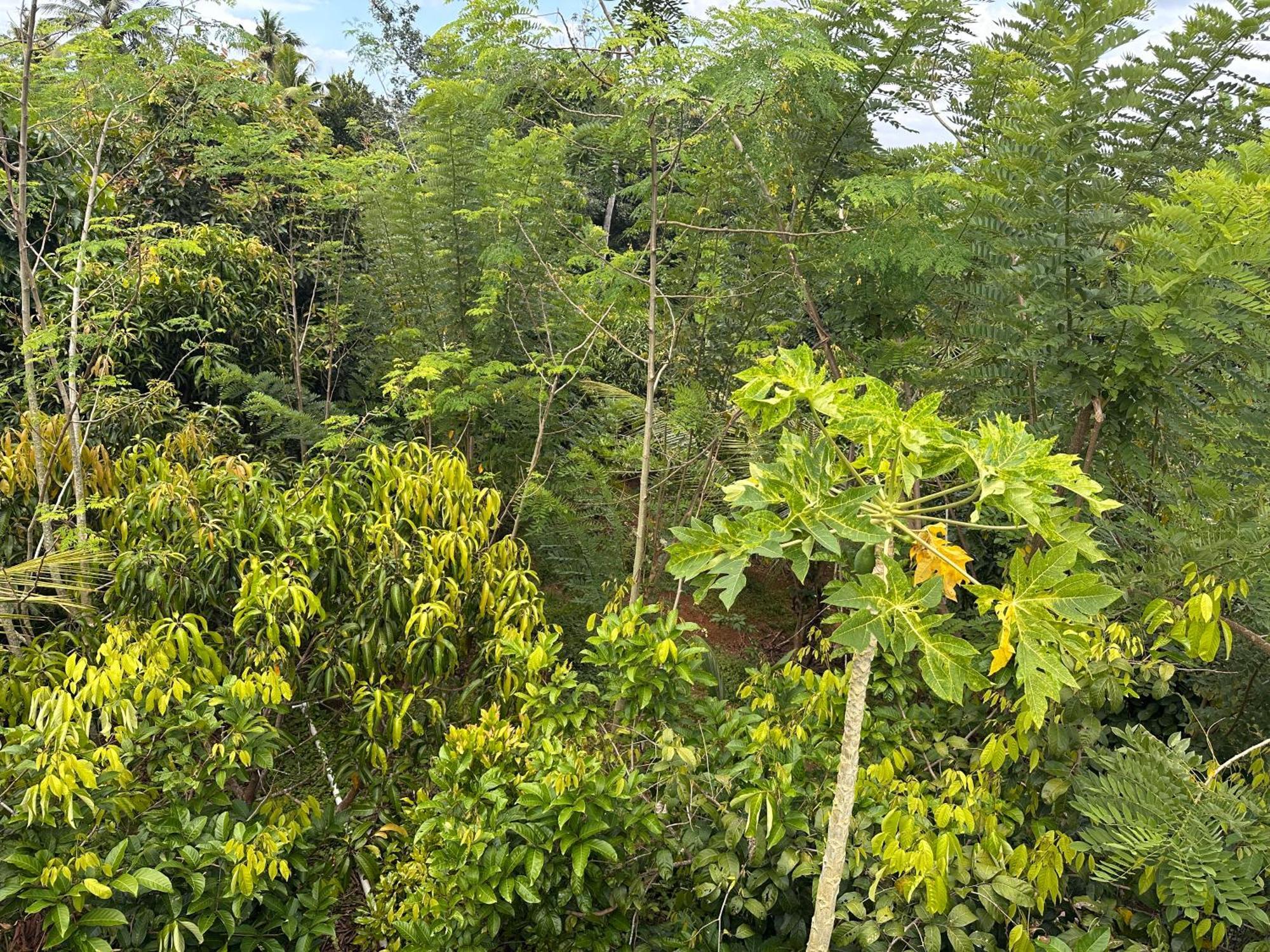 Kattil Farm Stay Varkala Thiruvananthapuram Exteriör bild