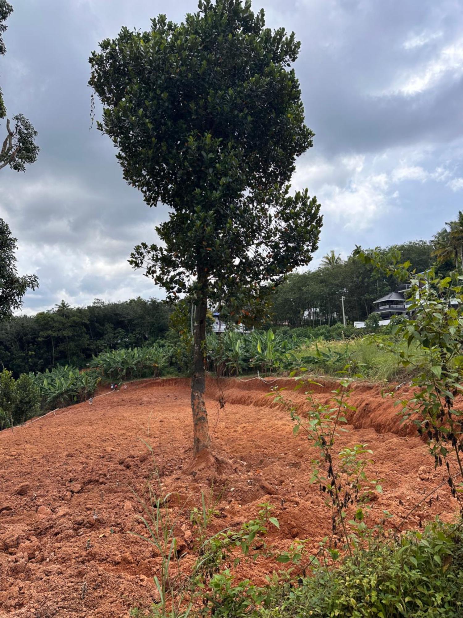 Kattil Farm Stay Varkala Thiruvananthapuram Exteriör bild