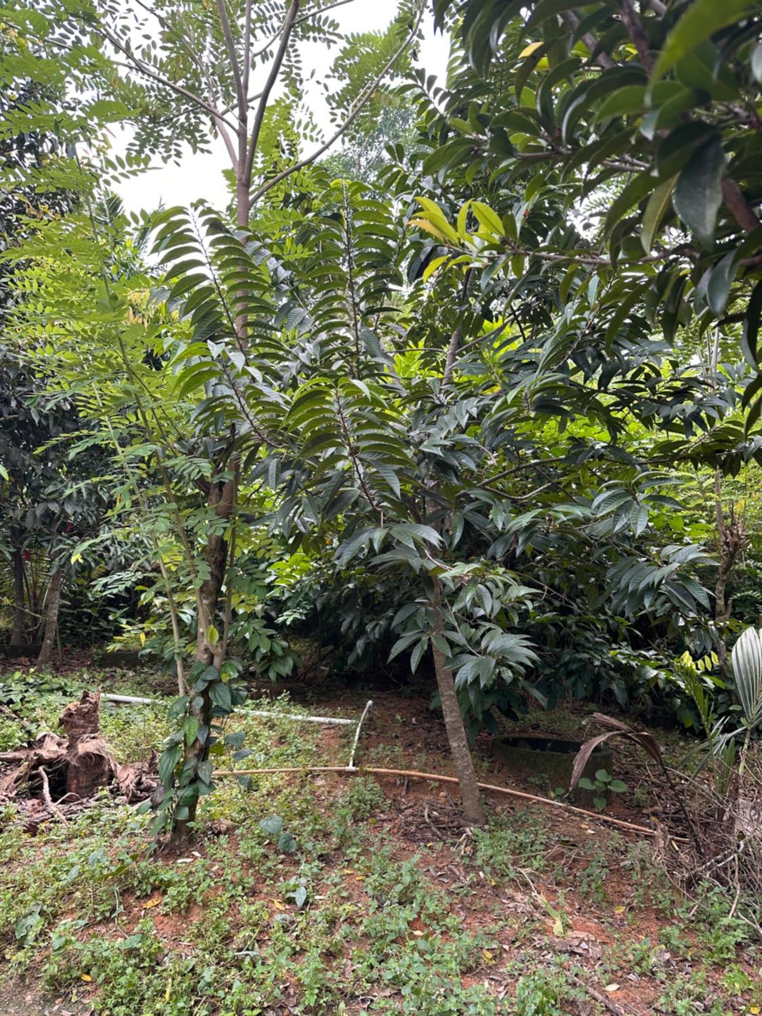 Kattil Farm Stay Varkala Thiruvananthapuram Exteriör bild