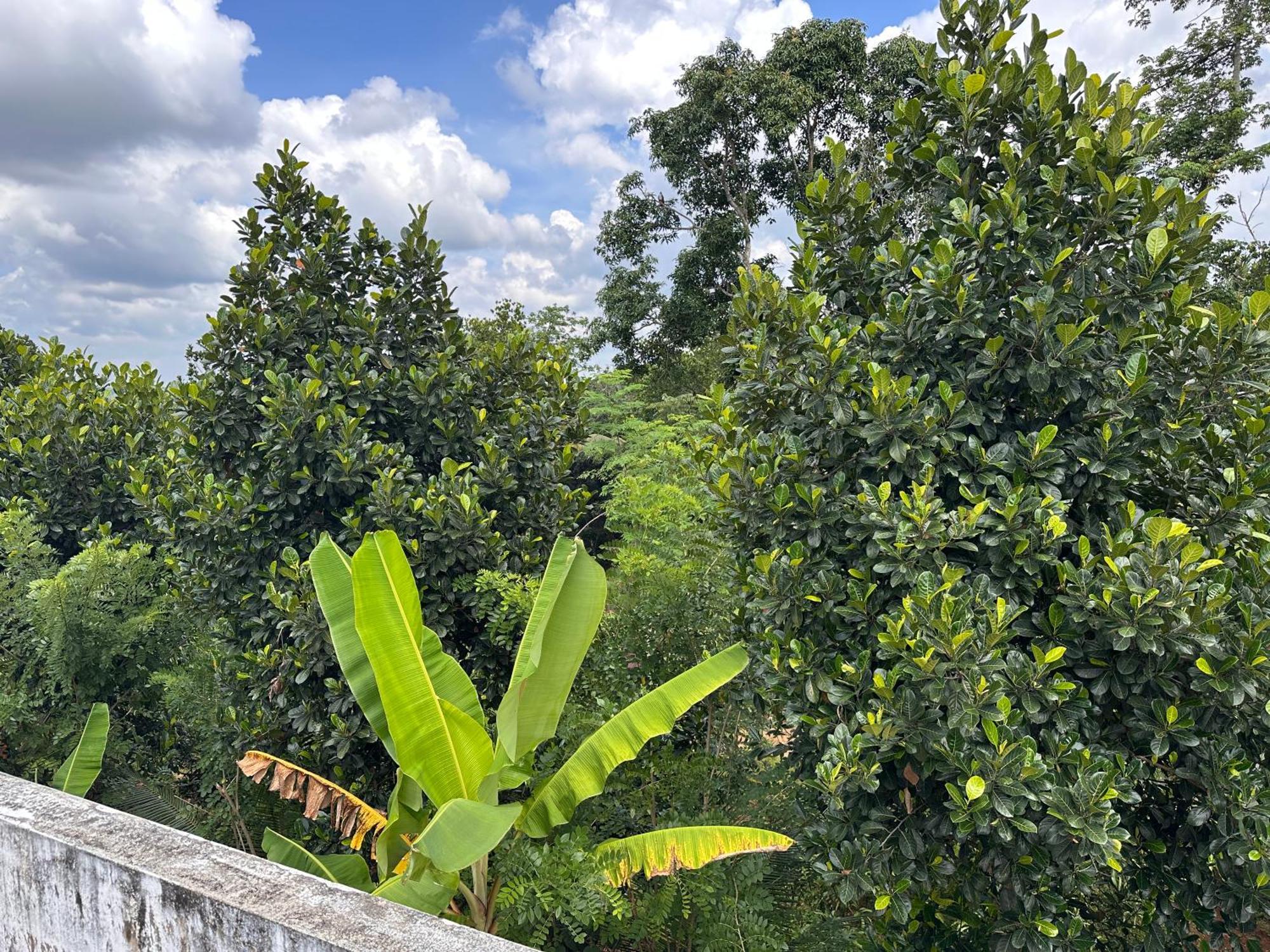 Kattil Farm Stay Varkala Thiruvananthapuram Exteriör bild