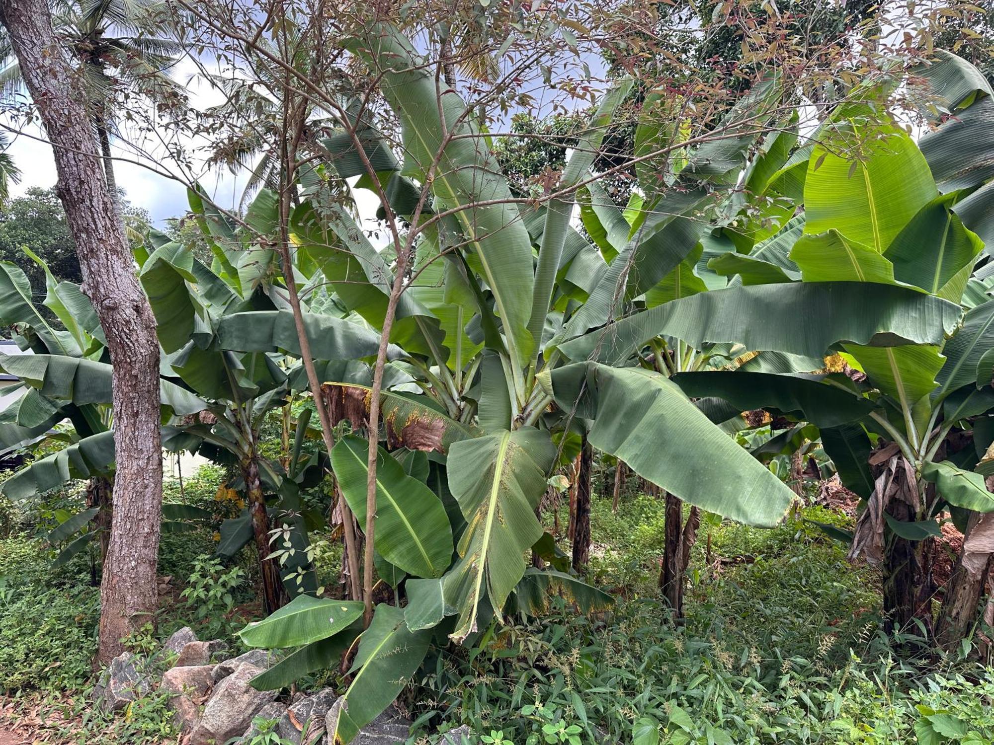 Kattil Farm Stay Varkala Thiruvananthapuram Exteriör bild