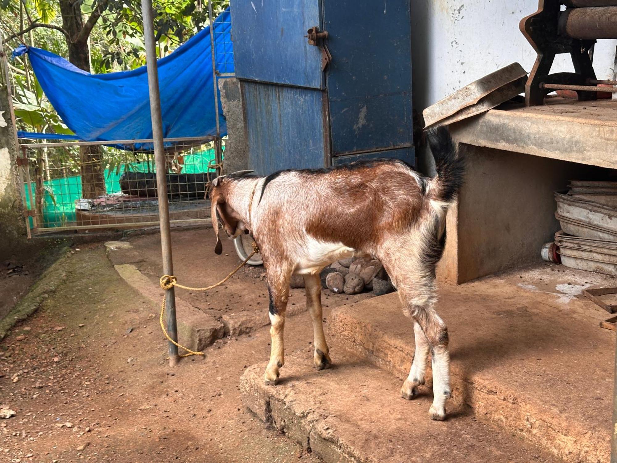 Kattil Farm Stay Varkala Thiruvananthapuram Exteriör bild