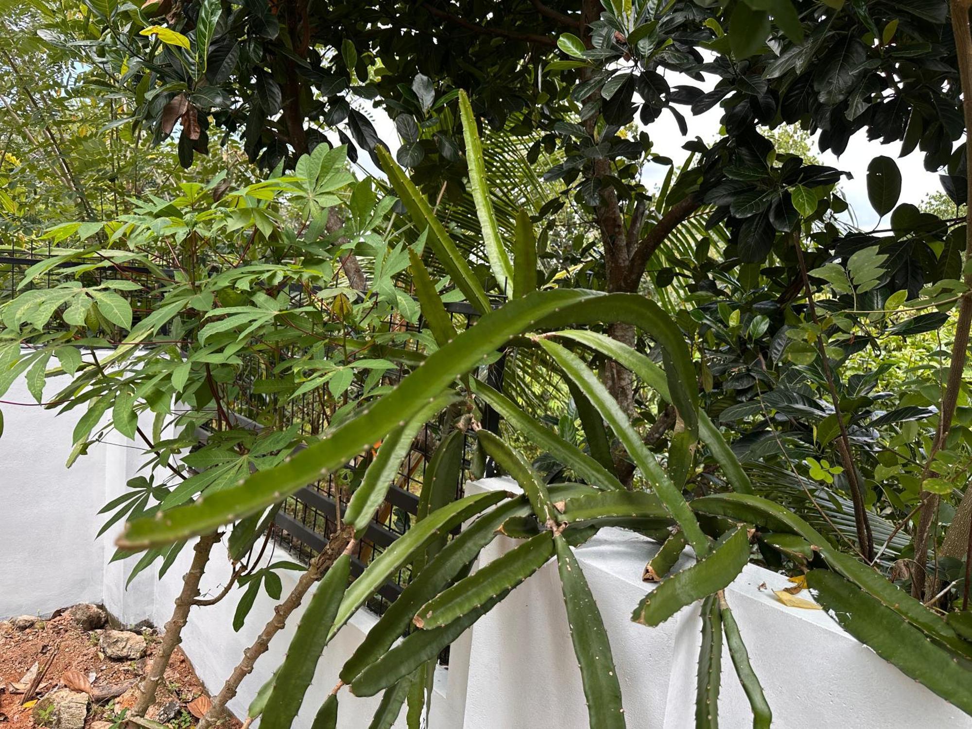 Kattil Farm Stay Varkala Thiruvananthapuram Exteriör bild
