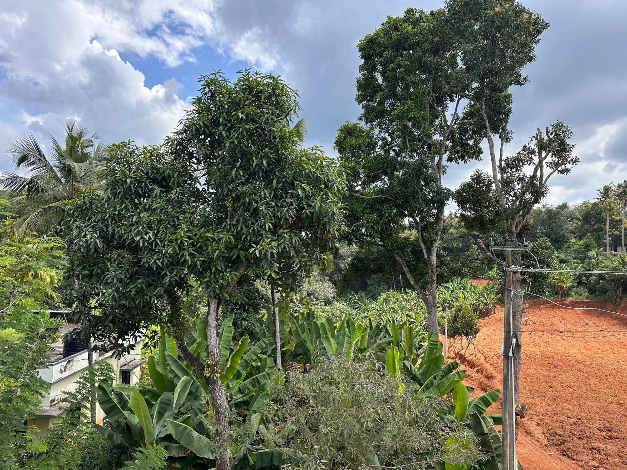 Kattil Farm Stay Varkala Thiruvananthapuram Exteriör bild