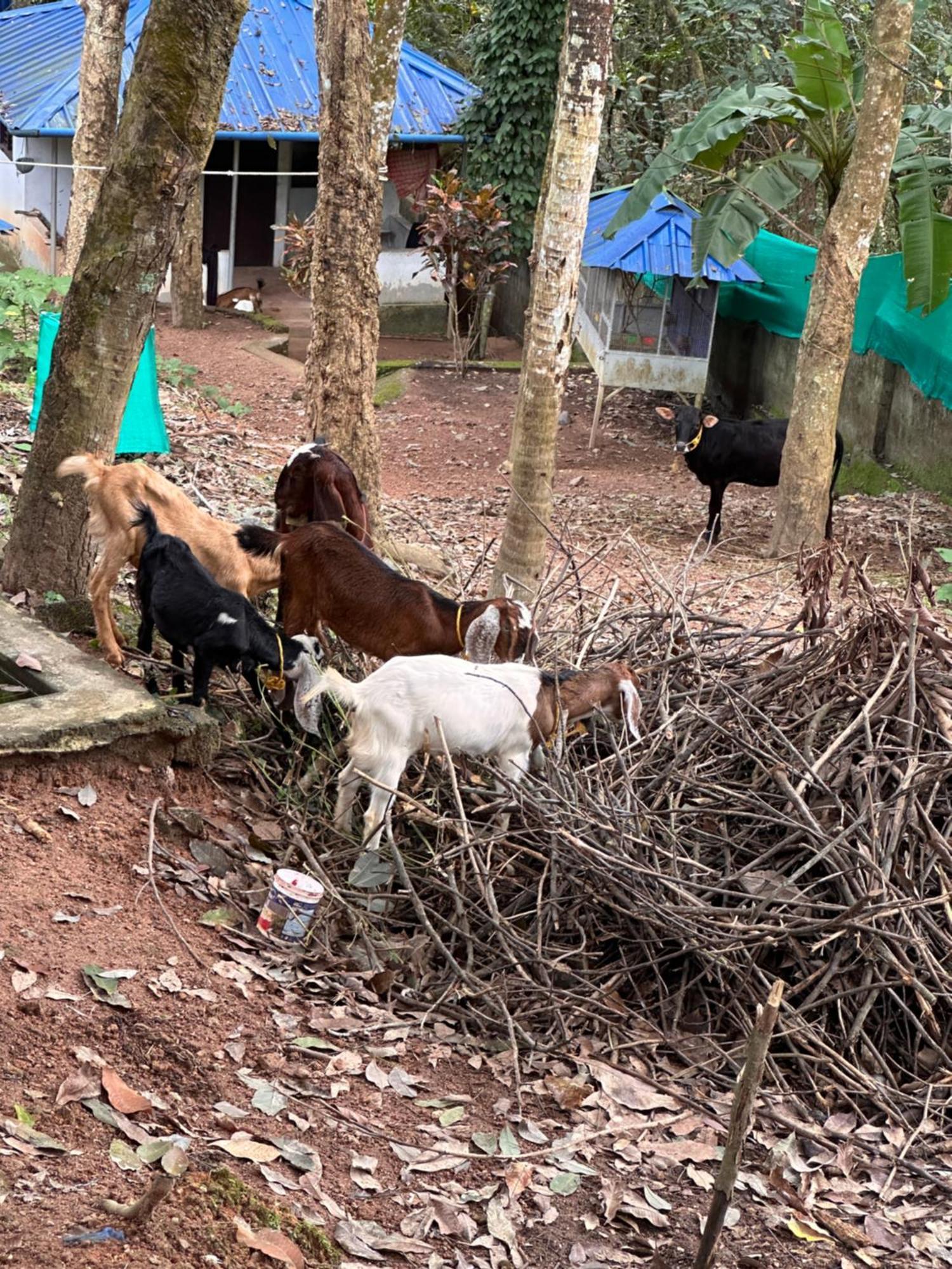 Kattil Farm Stay Varkala Thiruvananthapuram Exteriör bild